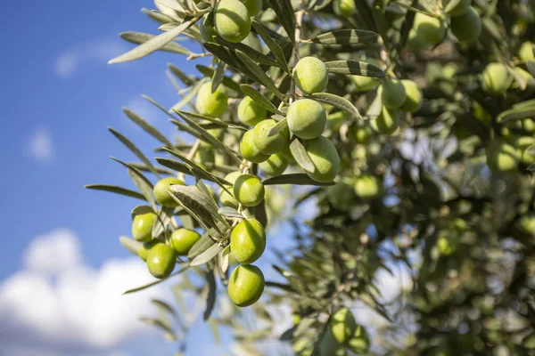 Helin Nazlı Çoban: Zeytin Kuruluyor, Kızlar!