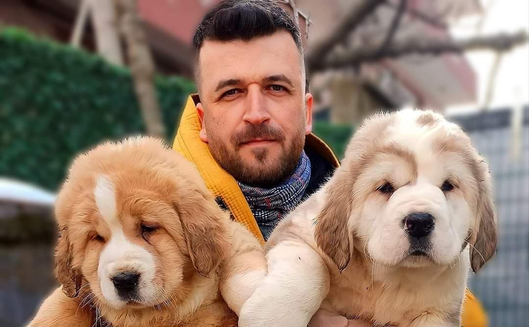 Orta Asya’nın Asil Devi Türkiye’de: Alabai Yetiştiricisi Ahmet Yavuz, Kocaeli Kartepe’den Dünyaya Açılıyor